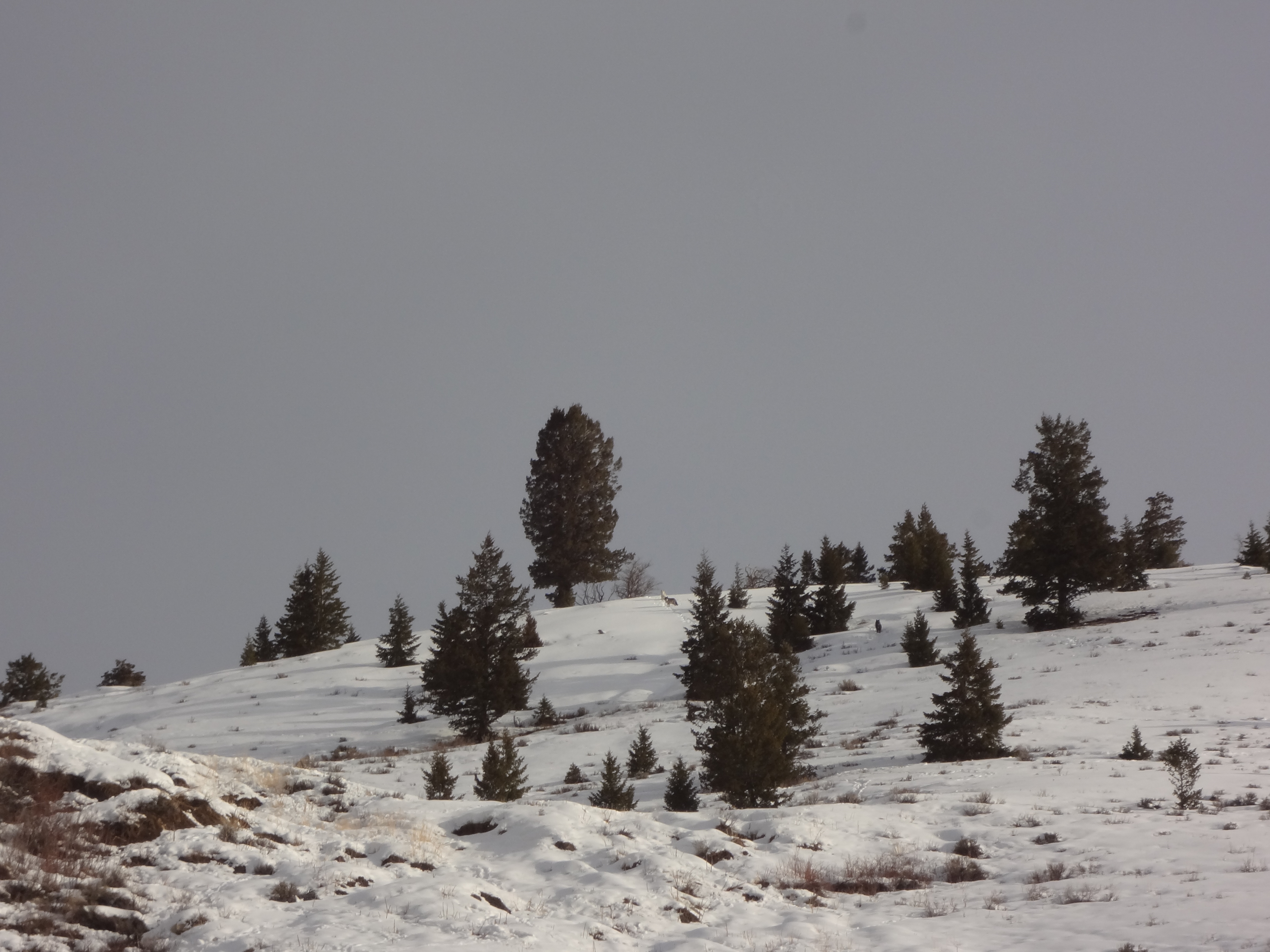 Pack of wild Wolves looking back at us